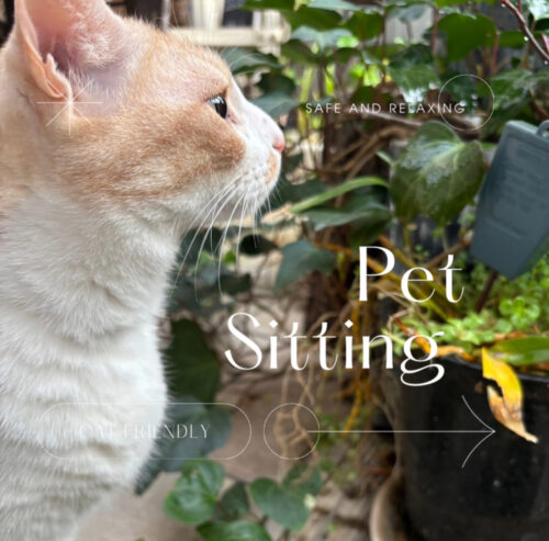 pet sittingについて